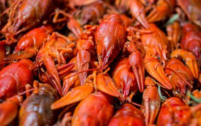 Chitosan: A Next-Generation Functional Material for Paint and Coatings Innovation